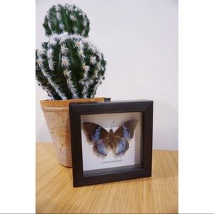 Framed butterfly